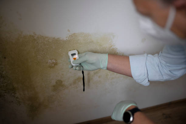 Certified Mold Removal in Sewell, NJ